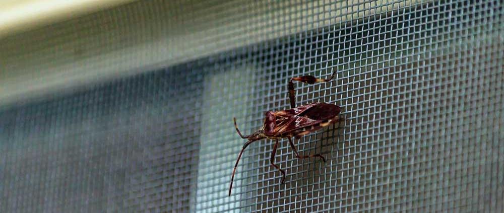 Voorkom insecten in huis