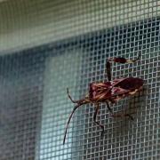 Voorkom insecten in huis